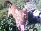 Notfall    Podenco Mix sucht dringenst ein neues Zuhause