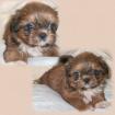 ----------------------shih tzu-----------------