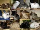 Chinchilla Babys & Jungtiere in verschiedensten Farben