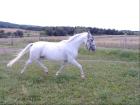 Lipizzaner Stute 4 Jahre E-fertig