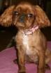 King charles spaniel oder english toy spaniel