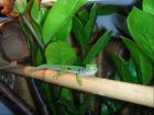 Phelsuma quadriozellata quadriozellata