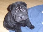 2. Shar Pei Treffen vom www.faltenhunde - forum.de