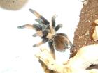 Brachypelma emilia