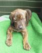 Ridgeback- Labradormix Welpe sucht neues Zuhause !