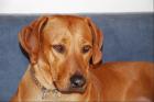 Reinafrikanische Rhodesian Ridgebackwelpen