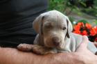 WEIMARANER WELPEN