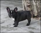 Bouledogue Francais Welpen