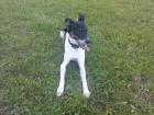 Verschenke Jack-Russel-Mix