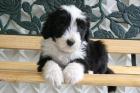 Bearded Collie Welpen