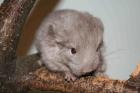 Süße Chinchilla suchen ein neues Zuhause