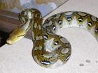 Python reticulatus