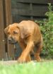 Rhodesian Ridgeback Welpen