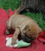 SHAR PEI  schone welpen