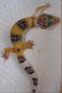 Leopardgecko NZ08