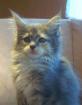 Maine Coon Babys suchen Schmuseplatz