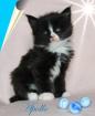 Typvoller Maine Coon Kater