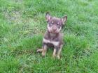 Australische Kelpie Welpen