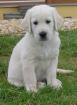 Golden Retriever Welpen