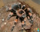 Brachypelma Smithi 1.0