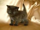 Schwarzer Exotic Shorthair Kater  kurzhaar Perser