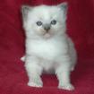 Zauberhaftes Ragdollkaterchen in blue mitted