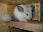 Chinchilla Abgabe