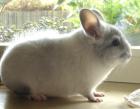 Chinchillas 40822 Mettmann