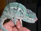 Furcifer pardalis ambanja blue nachzuchten