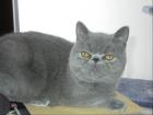 Exotic Shorthair Jungs 6 Monaten