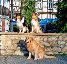 Sonjas-Hundeschule