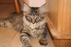 Zauberhauftes Maine Coon Kitten, weibl., black torbie