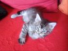 Maine Coon Kitten 9 Wochen alt