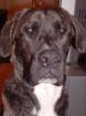 Dogge-Boxer Mischling