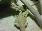 Bartagamen  pogona vitticeps