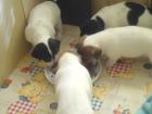 Reizende Jack Russel Welpen