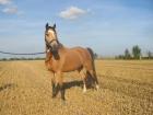 Biete Reitbeteiligung im Kreis Frankenthal