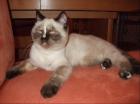 Perser/Exotic Shorthair