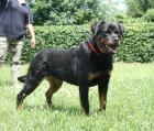 Rottweilerhündin 19 Monate