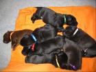 Hurra - unsere 7 Labrador Welpen aus Ahrensburg 22926  sind da