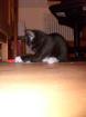 Katzenbaby sucht  neues zu Hause