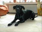 Hilfe !!!! Suche nette Hündin für Labrador-Stafford-Mix Jimmy