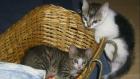 Katzen Babys vom 27.07.08