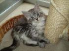 4 Maine Coon-Baby-Musketiere suchen...