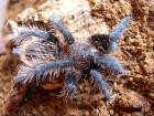 Brachypelma albopilosum