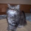 Perser-Kitten golden-tabby