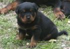 Rottweilerwelpen