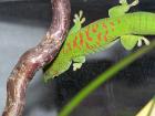 Verkaufe 0.0.8 phelsuma madagascariensis grandis high red enz