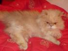 Deckkater sucht Katzendamen