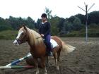 Biete Reitbeteiligung für meinen Haflinger in Bochum  ab 16 J.